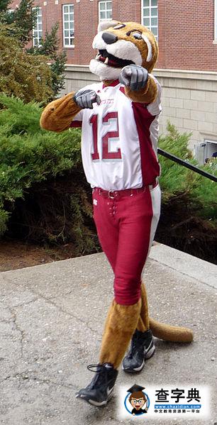 华盛顿州立大学吉祥物——美洲狮5